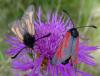 Zygaena sp.